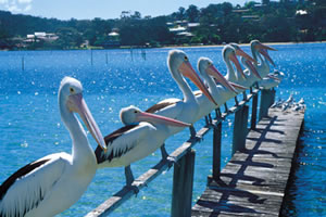 Pelicans at Merimbula lake